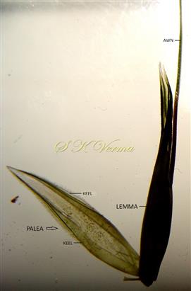  Floret - Palea 2-keeled